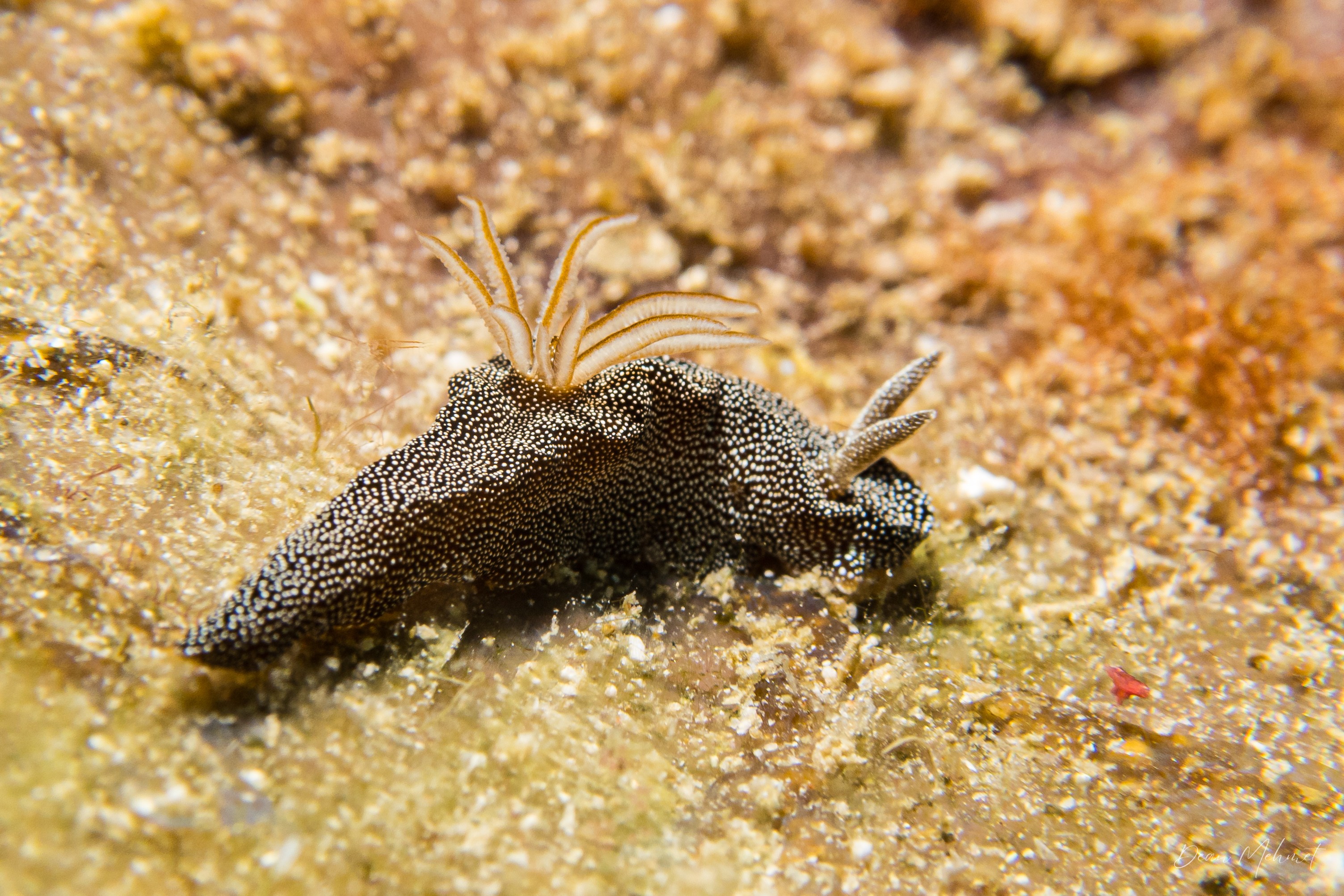 Starry Doriprismatica