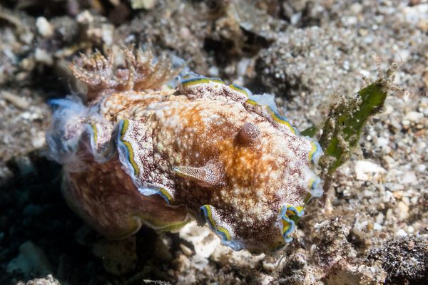 Glossodoris acosti