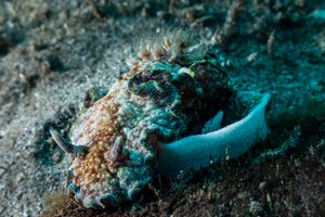Glossodorises representative species