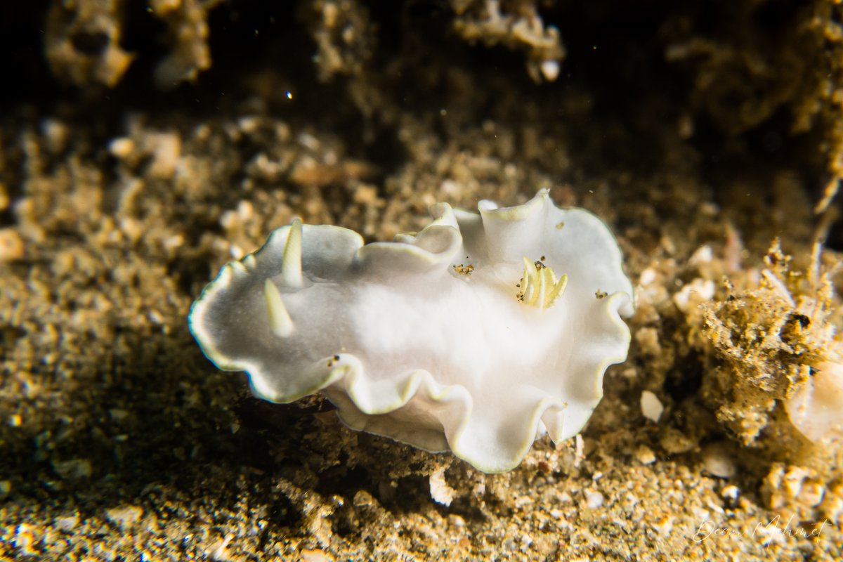 White Mantle Glossodoris hero image