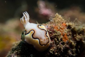 Coi's Goniobranchus