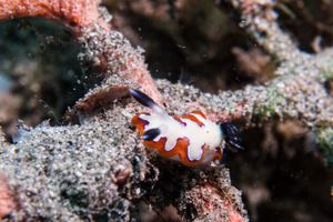 Goniobranchus representative species