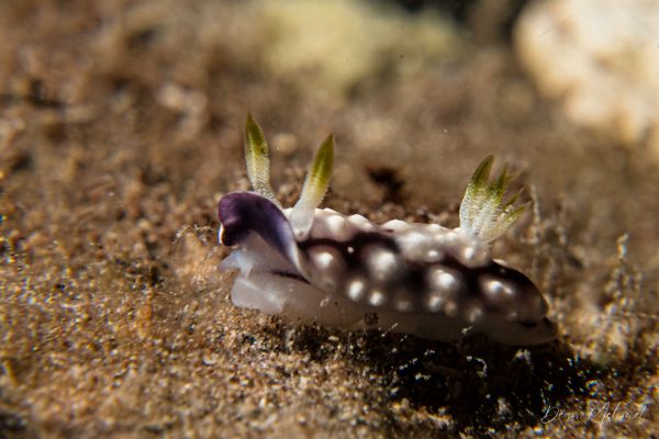 Geometric Goniobranchus