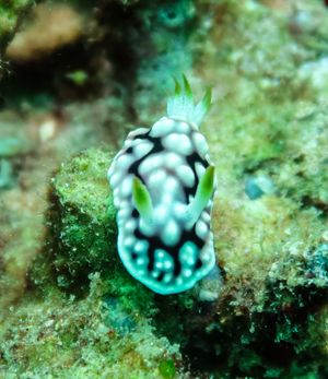 Geometric Goniobranchus from Anilao