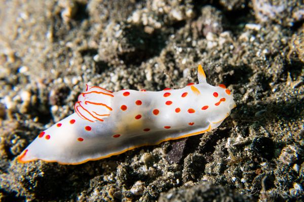 Gymnodoris ceylonica