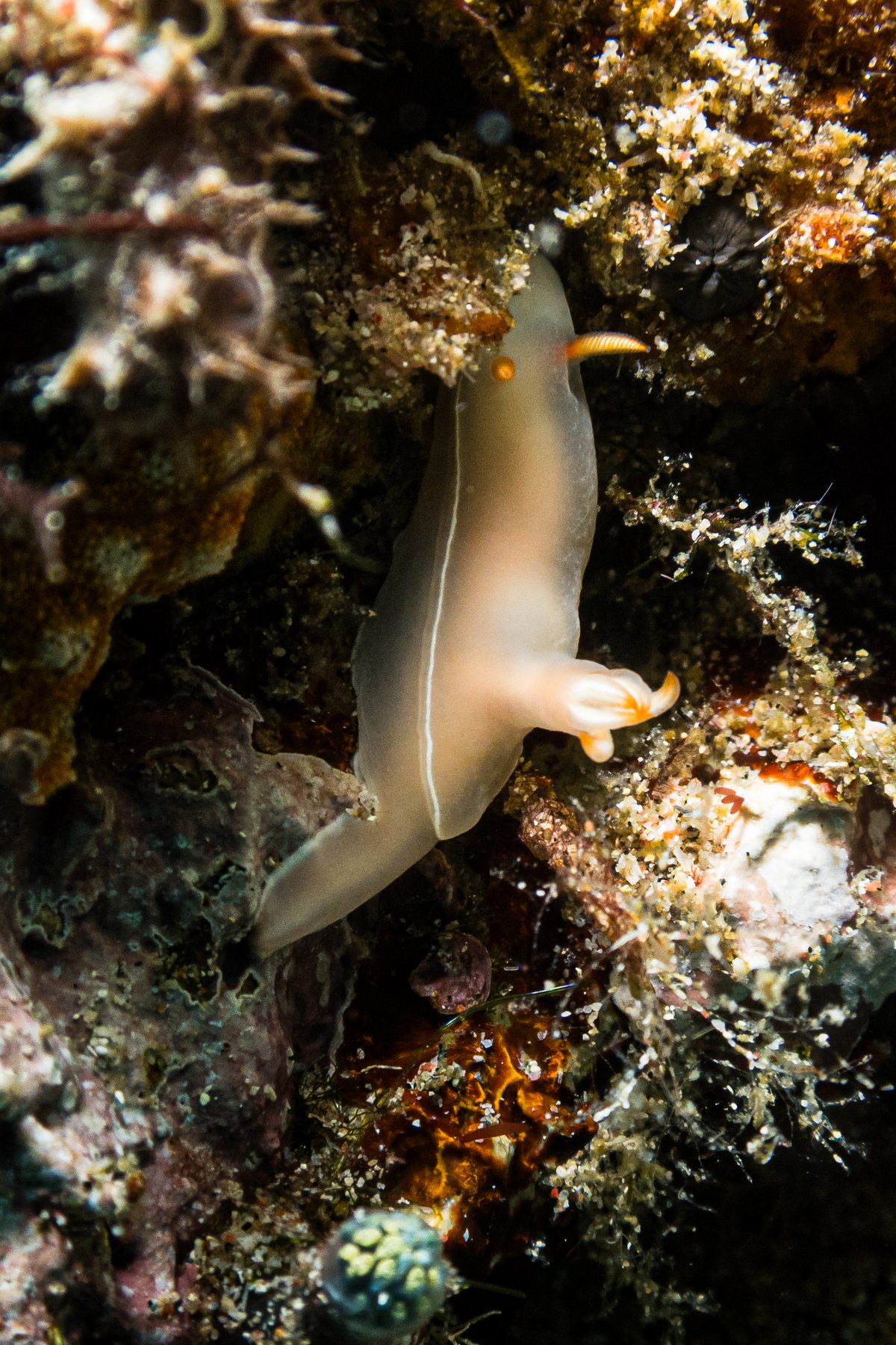 Bullocks Hypselodoris
