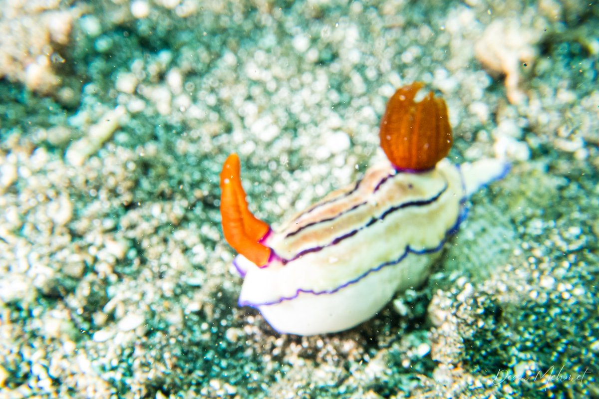 Emmas Hypselodoris