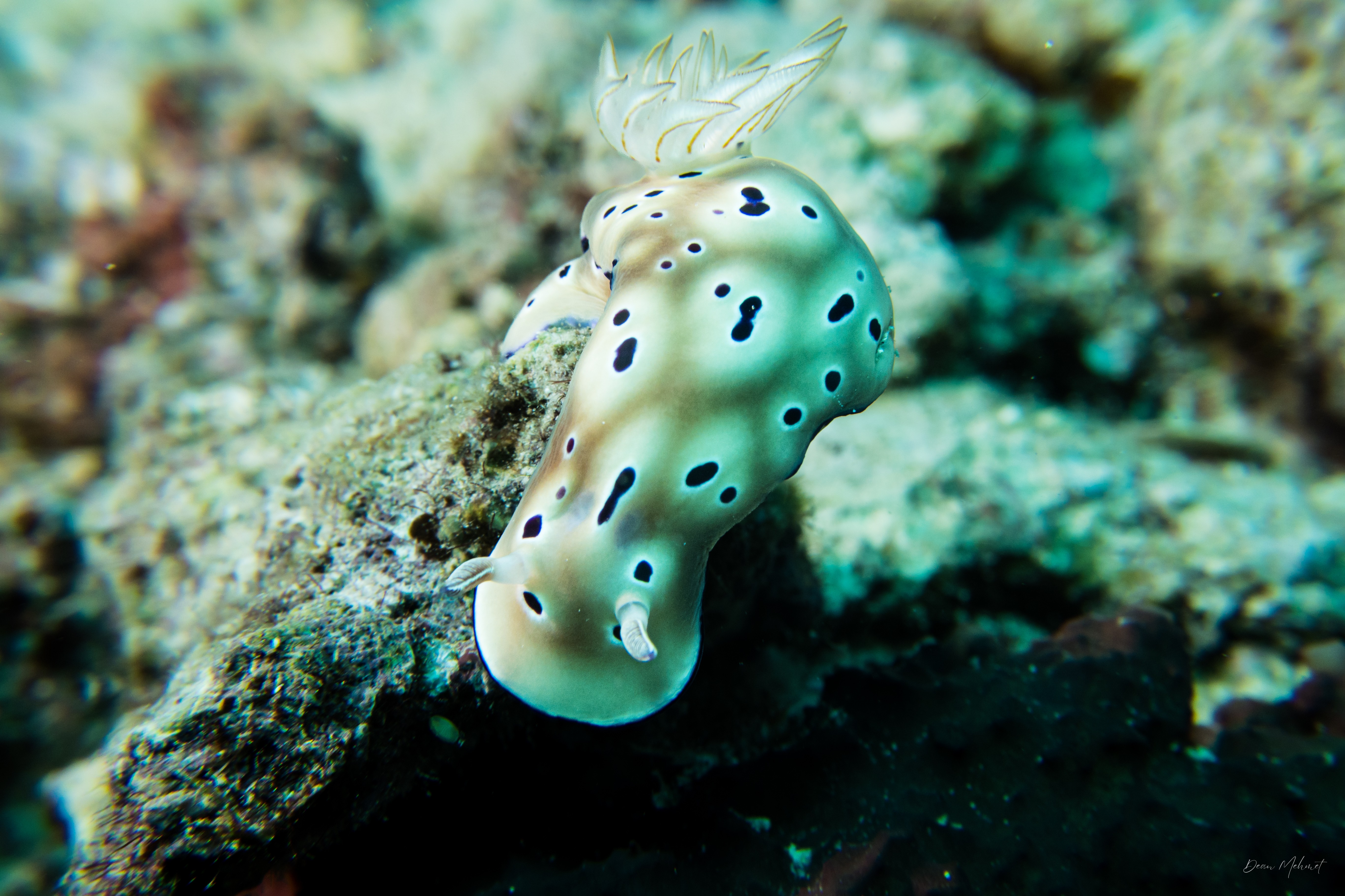 Tryon's Hypselodoris