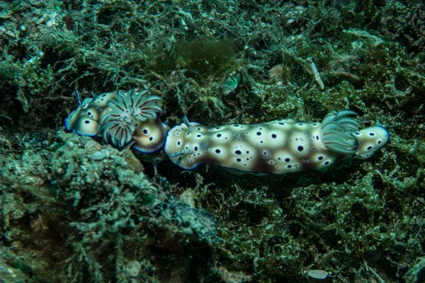 Tryon's Hypselodoris - Photo 1