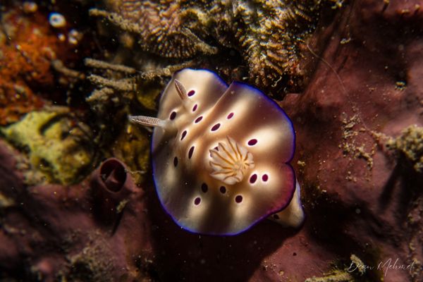 Tryon's Hypselodoris - Photo 7