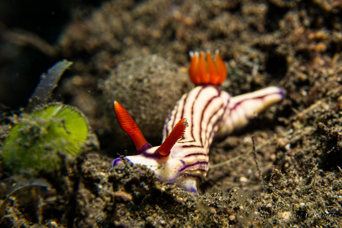 Whites Hypselodoris