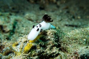 Mourning Dorid representative species