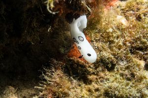 Mourning Dorid
