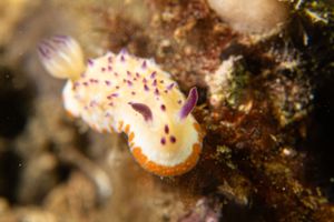 Mexichromis representative species