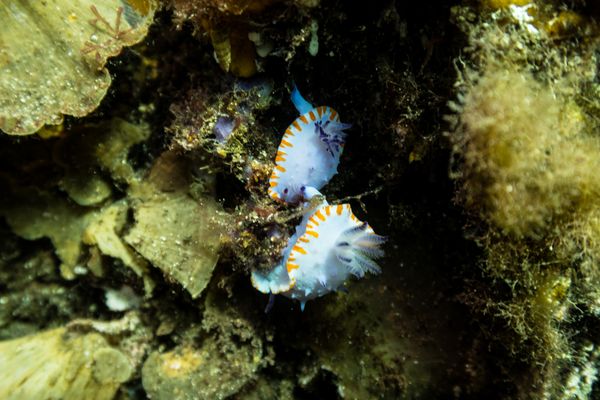 Mexichromis macropus - Busselton, WA - 14 March 2026 - Dive 2 - Busselton Jetty
