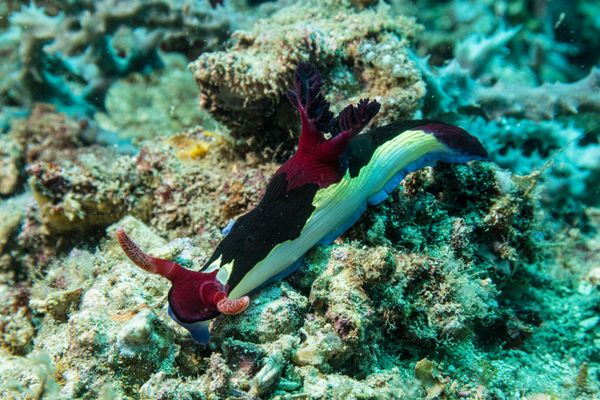Chamberlain's Nembrotha