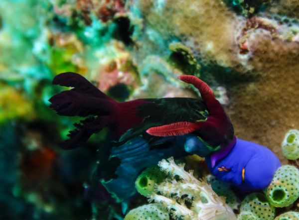 Chamberlain's Nembrotha - Anilao - 12 June 2025 - Dive 1