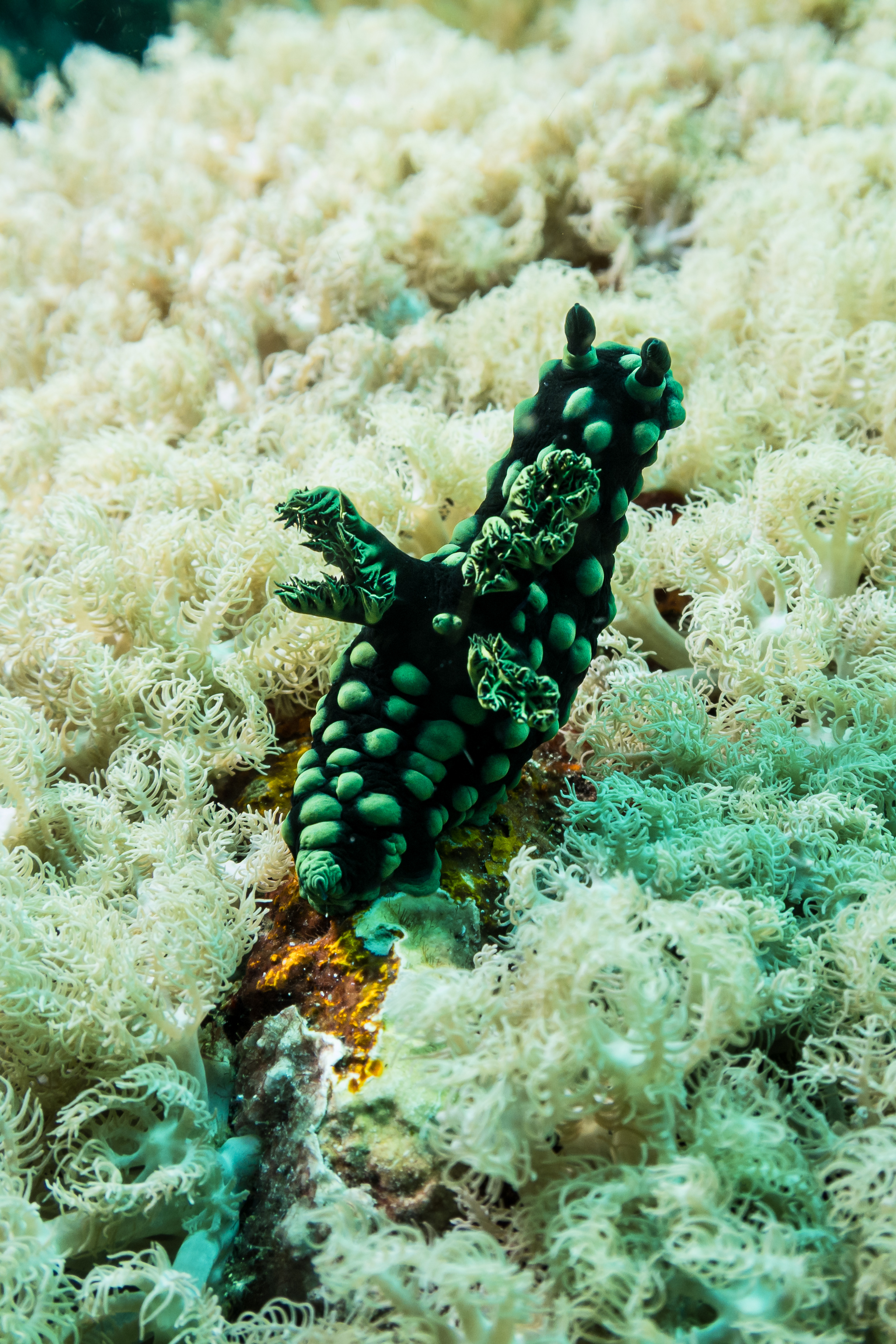 Crested Nembrotha