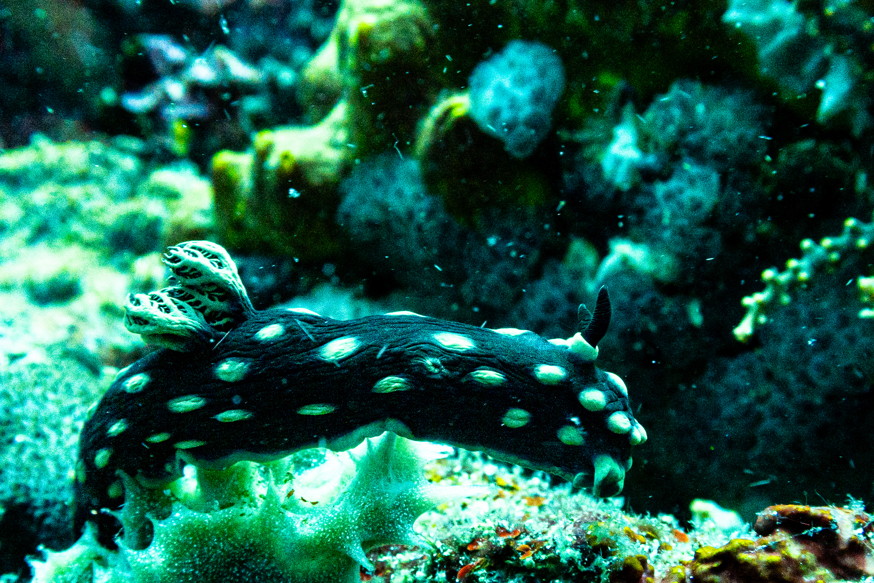 Crested Nembrotha