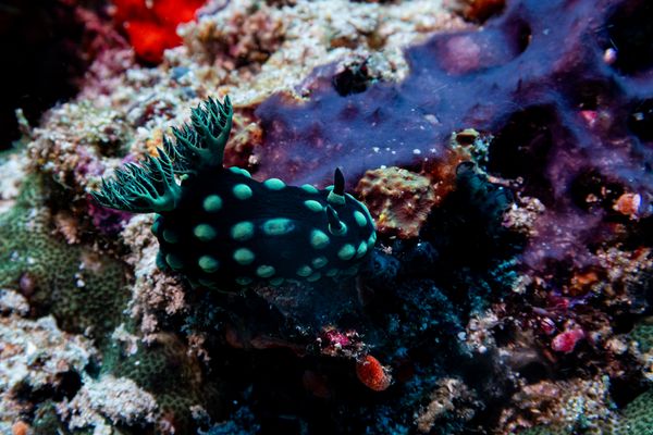 Crested Nembrotha - Photo 1