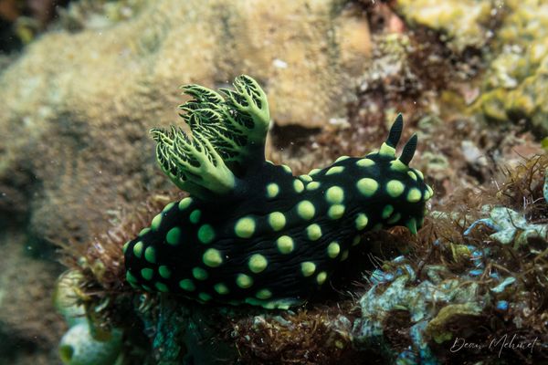 Crested Nembrotha