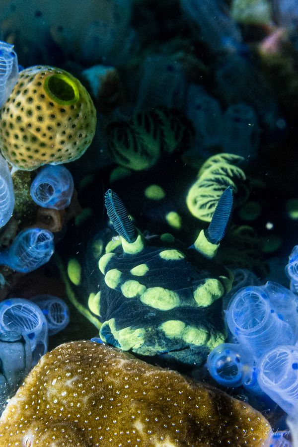 Crested Nembrotha