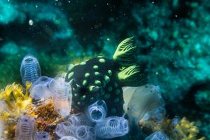 Crested Nembrotha