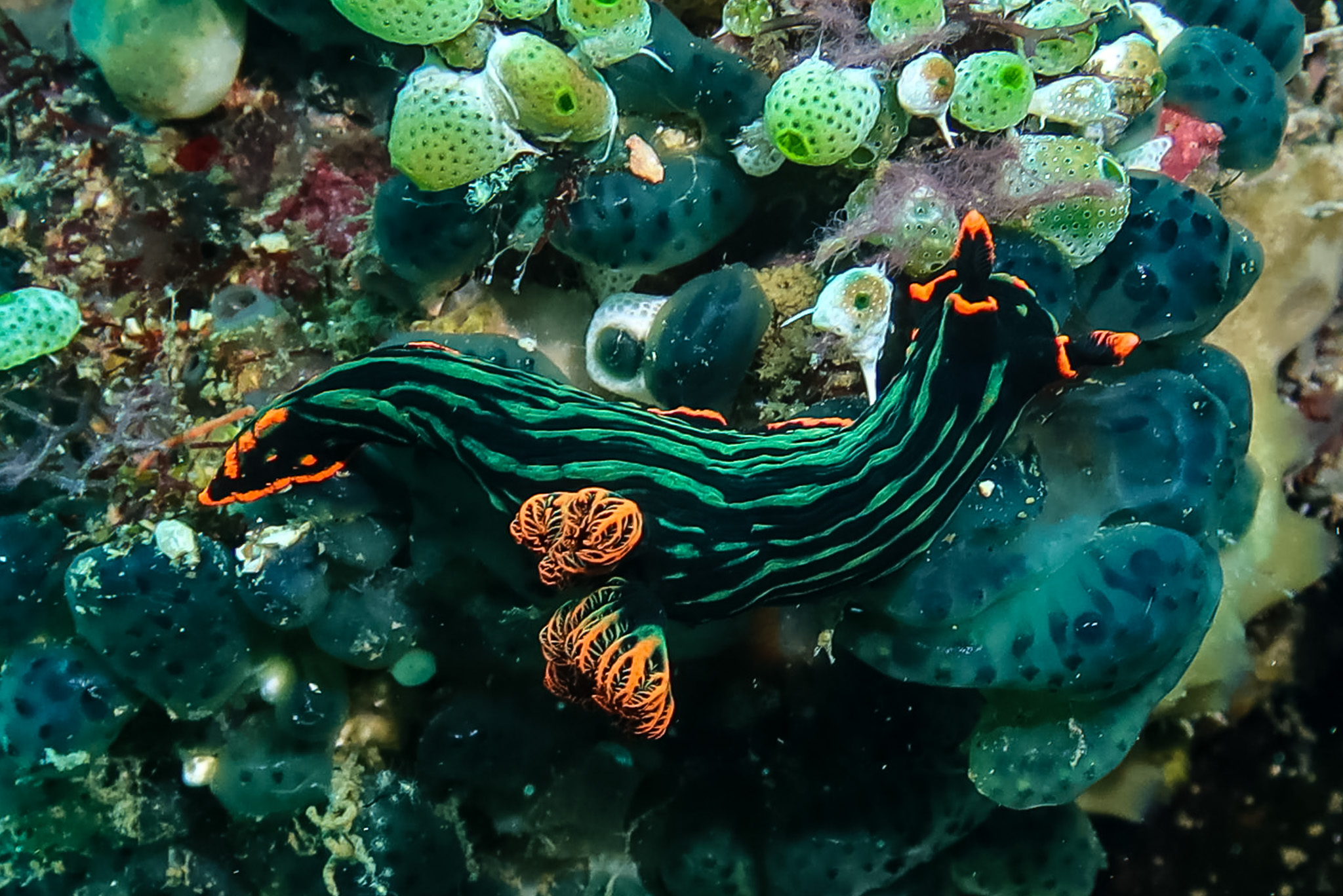 Dusky Nembrotha