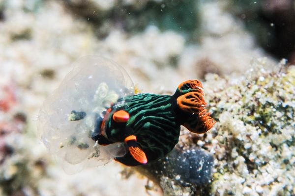 Dusky Nembrotha