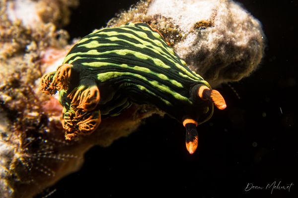 Dusky Nembrotha
