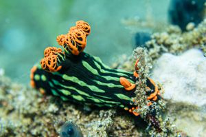 Dusky Nembrotha