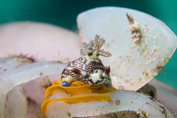 Lined Nembrotha