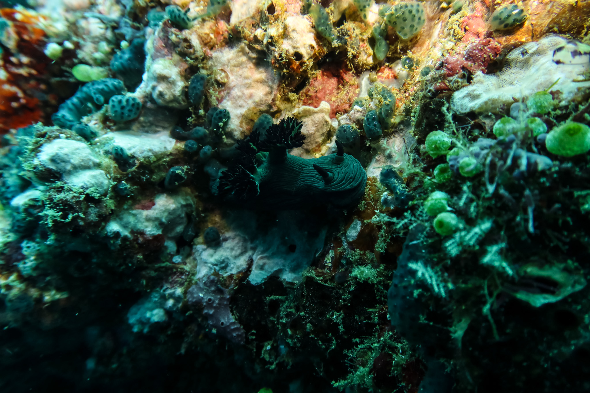 Miller's Nembrotha
