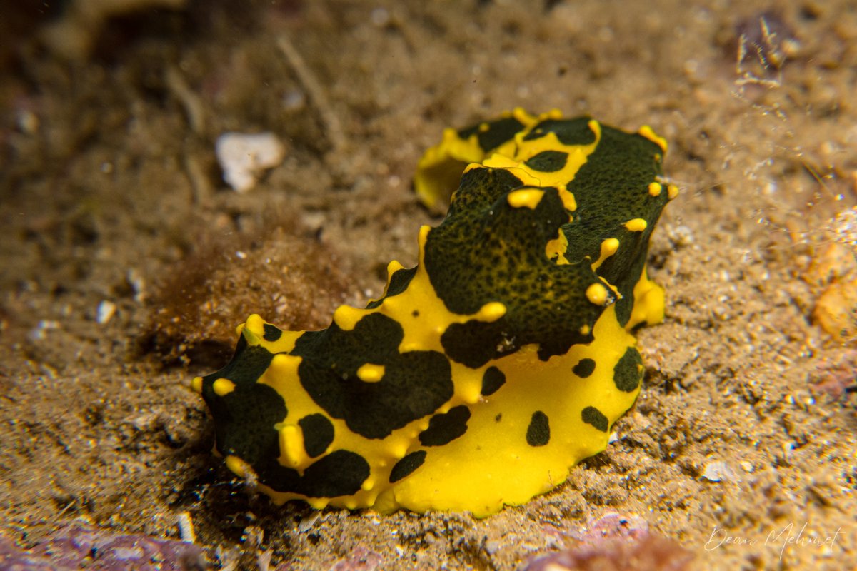 Gardiner's Banana Nudibranch hero image