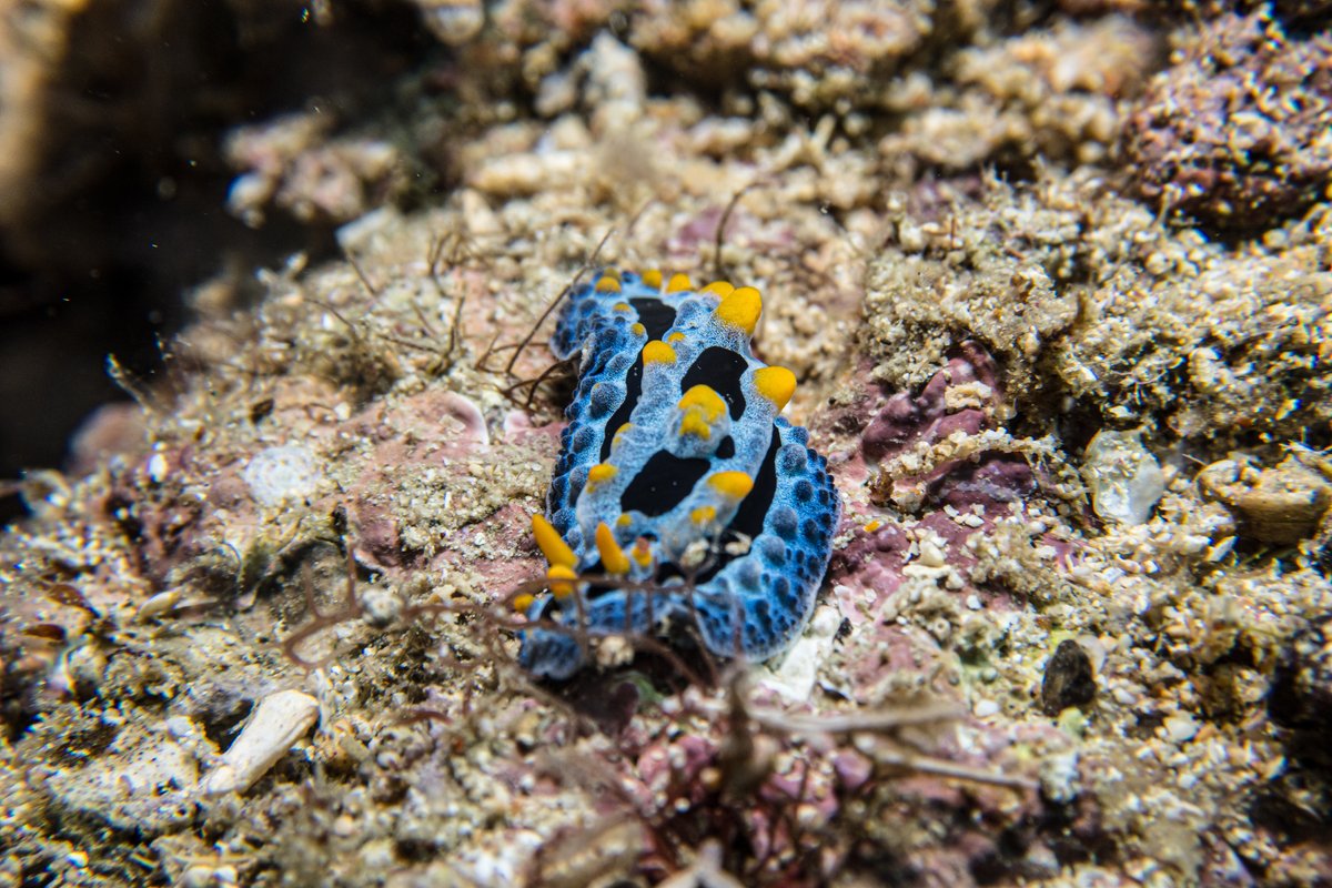 Sky Blue Phyllidia hero image