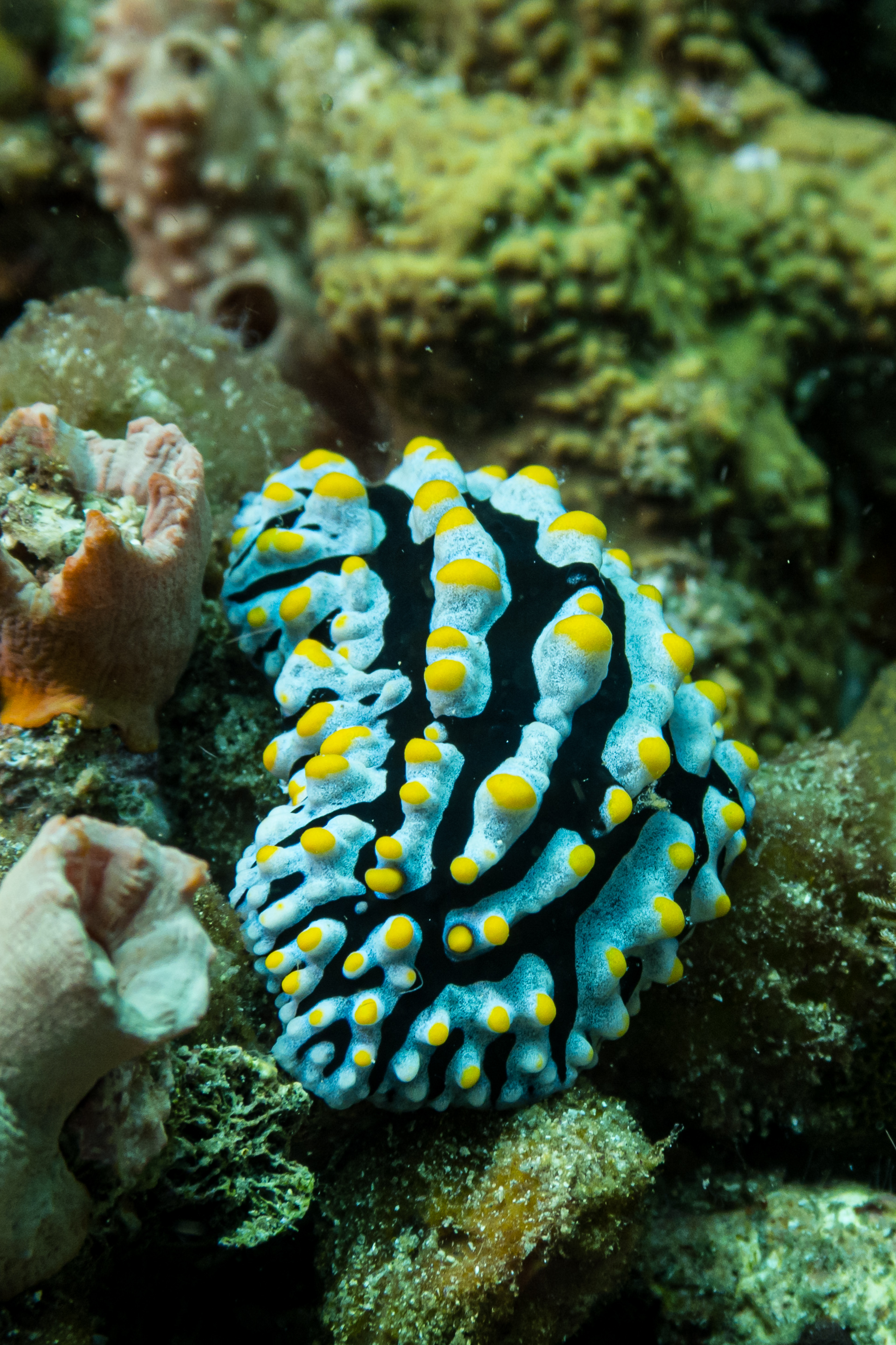 Varicose Wart Slug