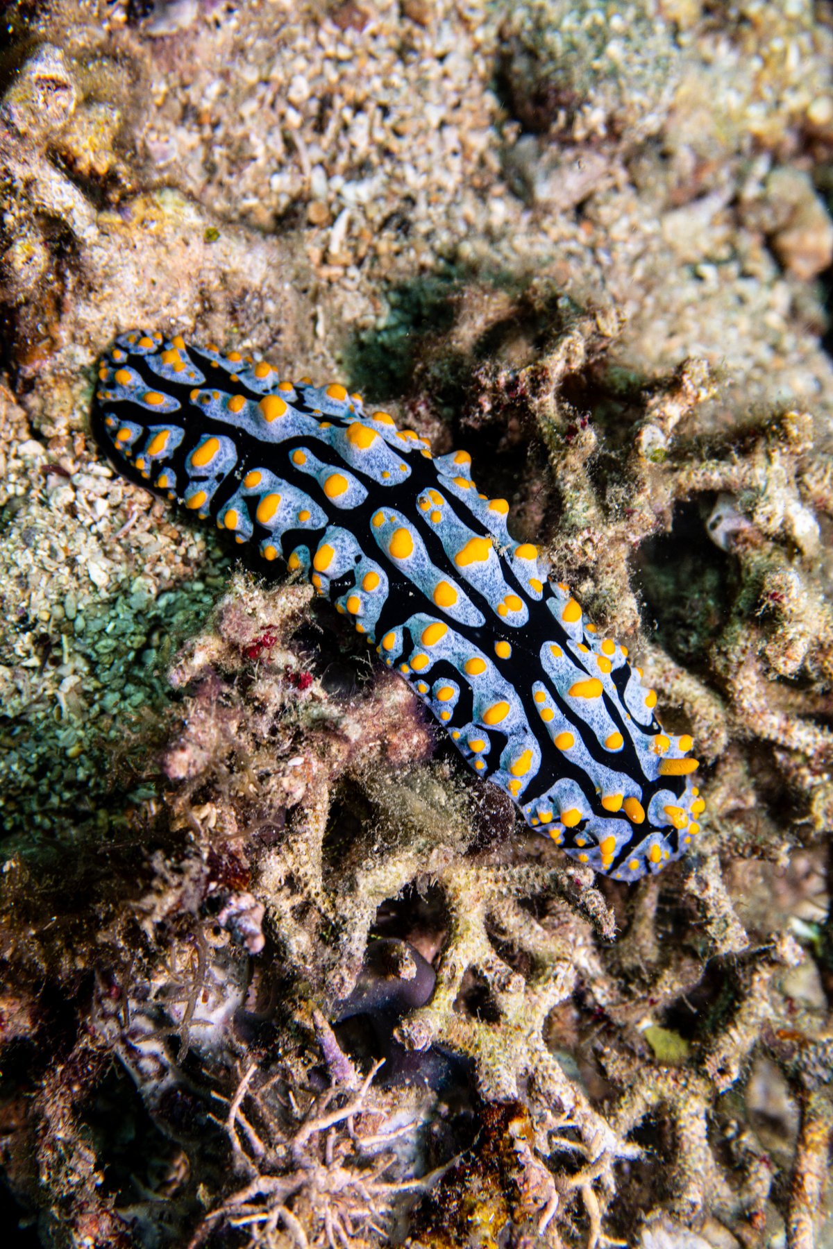Varicose Wart Slug hero image