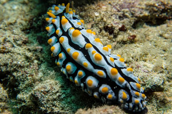 Varicose Wart Slug
