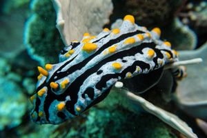 Varicose Wart Slug from Tawali, PNG