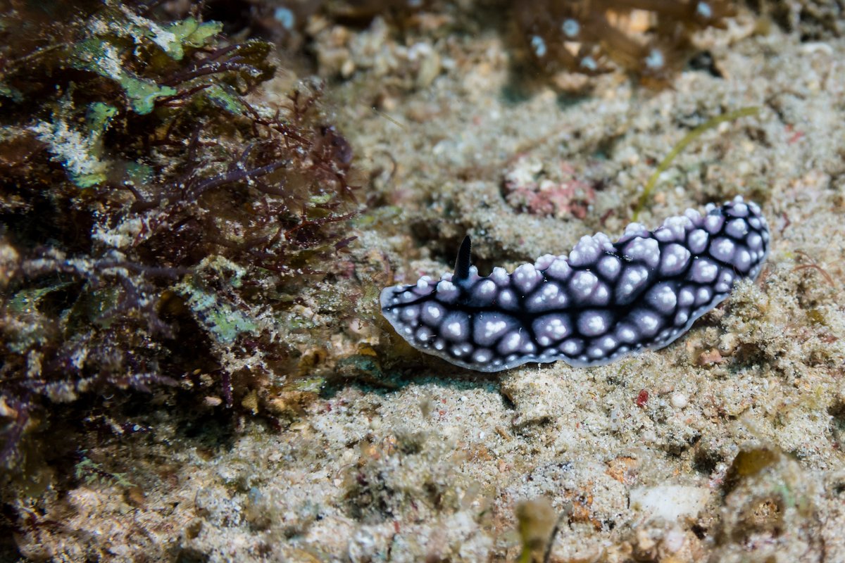 Pustulose Wart Slug hero image