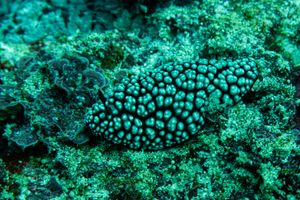 Pustulose Wart Slug