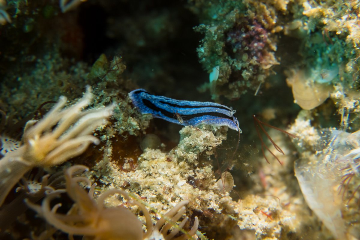 Annes Phyllidiopsis hero image