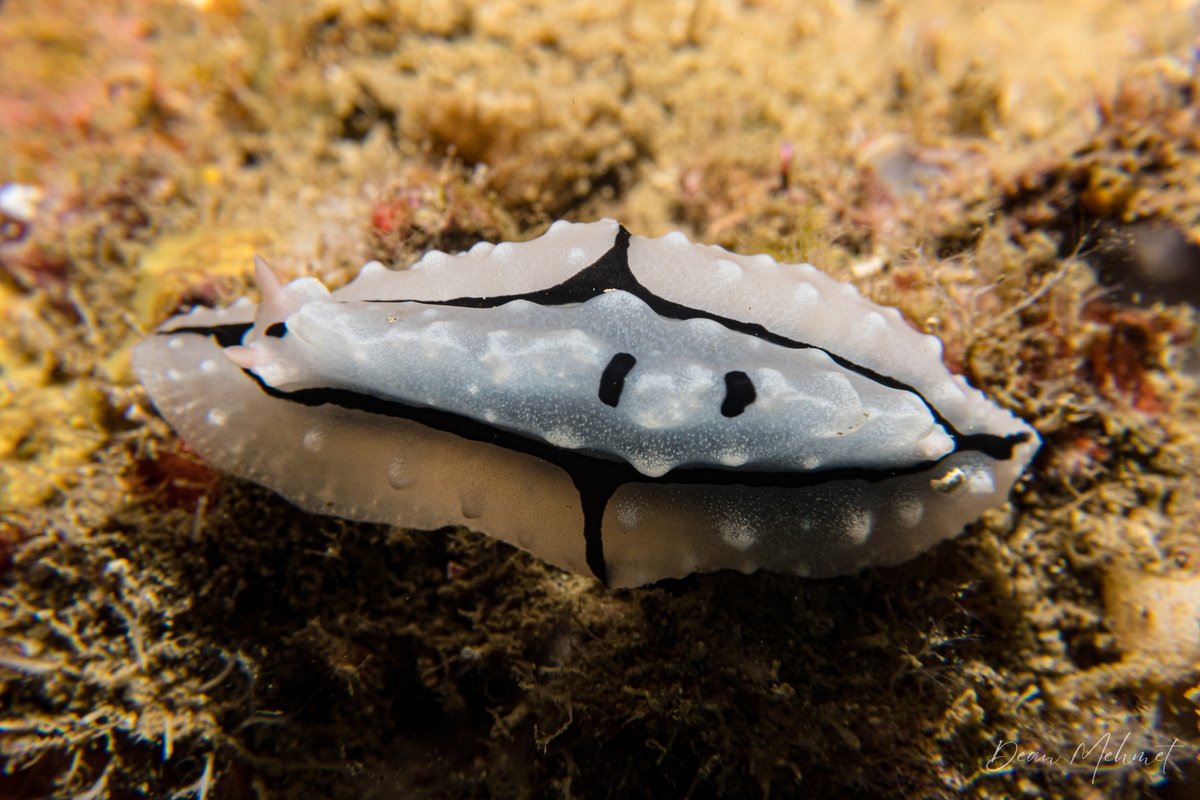 Shireen's Phyllidiopsis hero image
