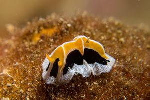 Reticulidia representative species