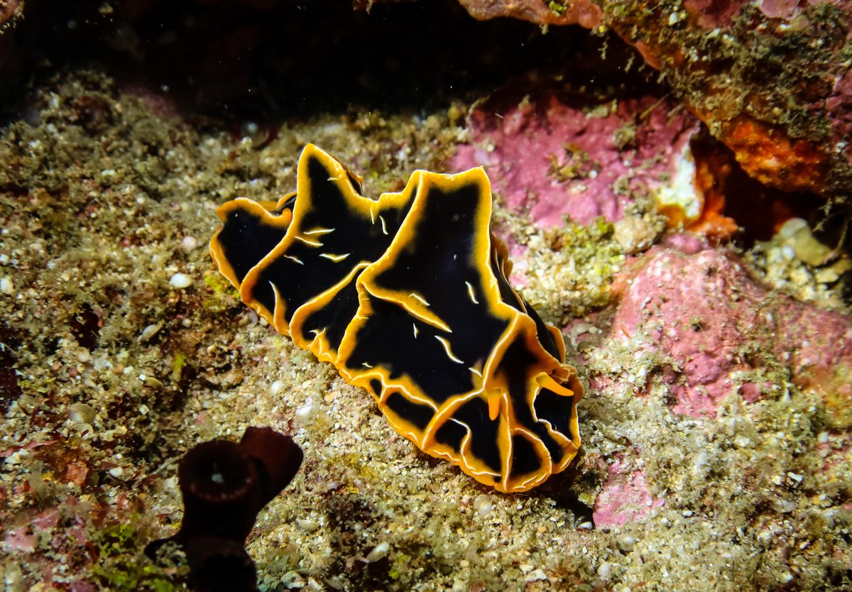 Chocolate Mango Nudibranch