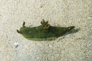 Tambja dracomus