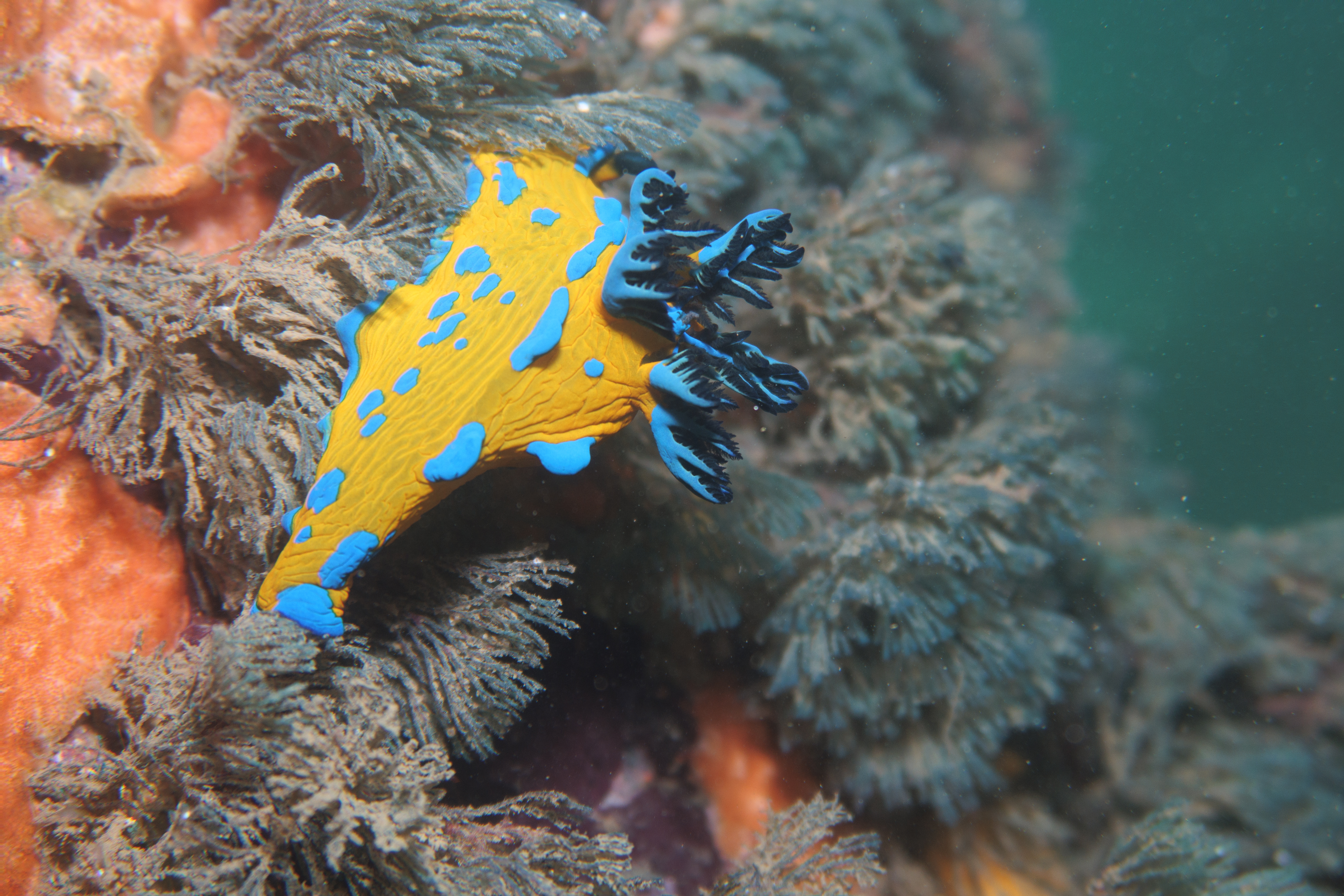 Verco's Nudibranch