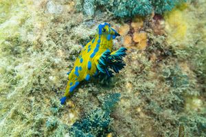 Verco's Nudibranch
