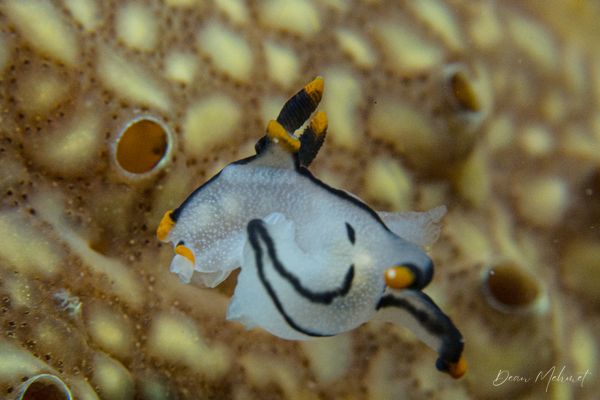 Thecacera picta