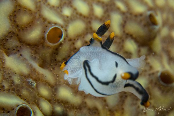 Thecacera picta